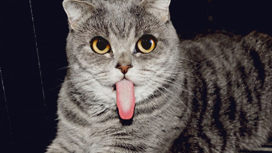 Котенок с высунутым языком