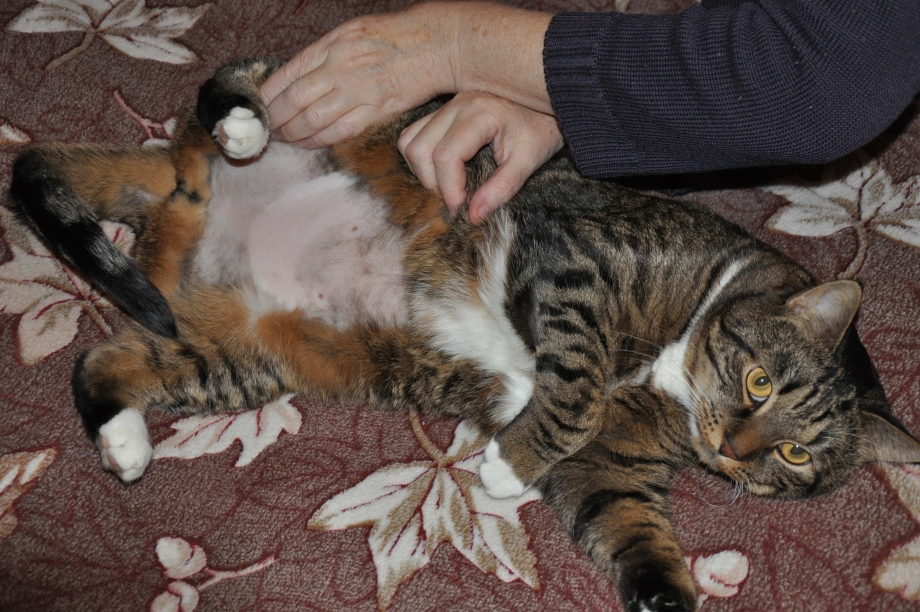 Кормящая кошка