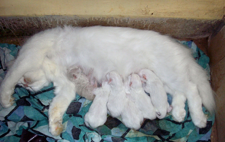 Мама кошка кормит котят