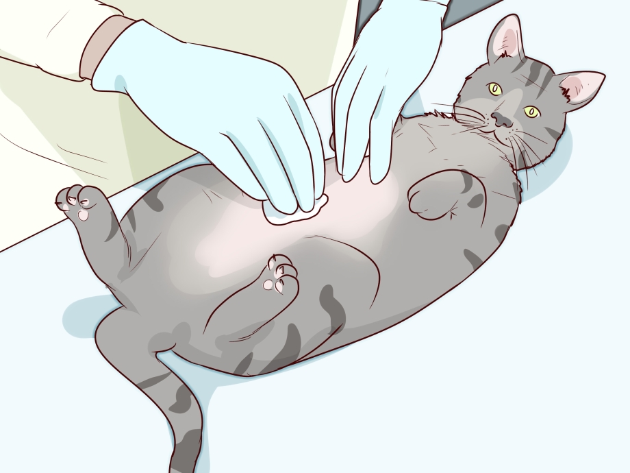 Стерилизация кошек на дому