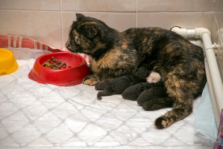 Нянчит котенка
