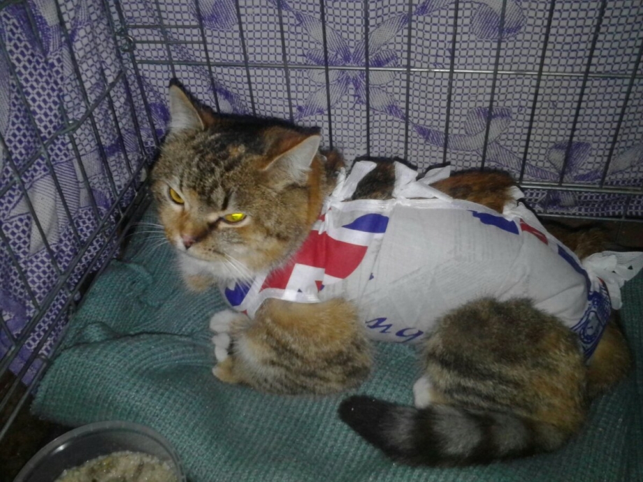 Ожирение кота после кастрации