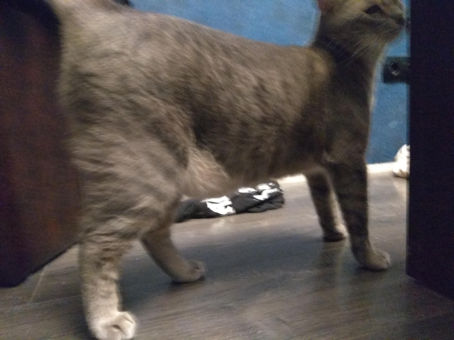 Кормление котят кошкой