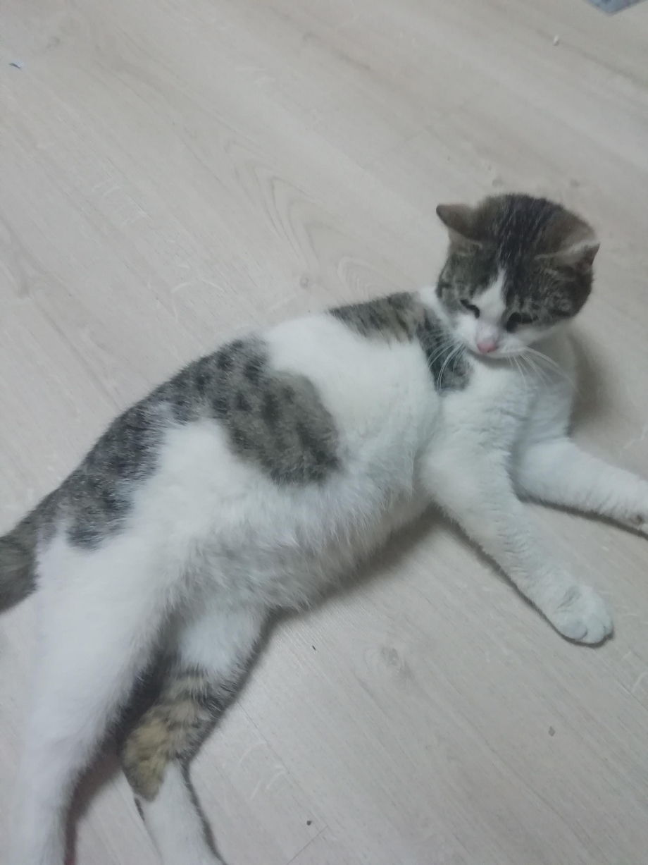 Белая кошка после кильки