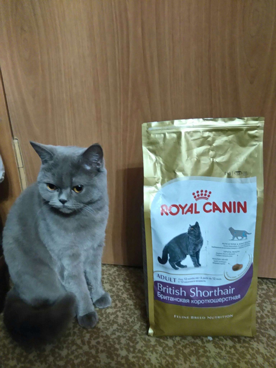 Роял Канин для кошек британской породы
