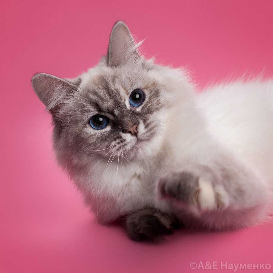 Невская маскарадная котята