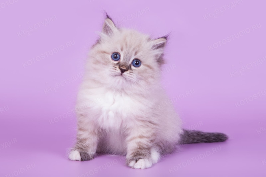 Невская маскарадная кот