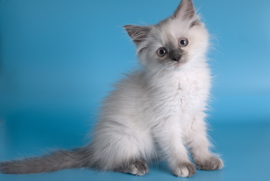 Котята породы Невская маскарадная