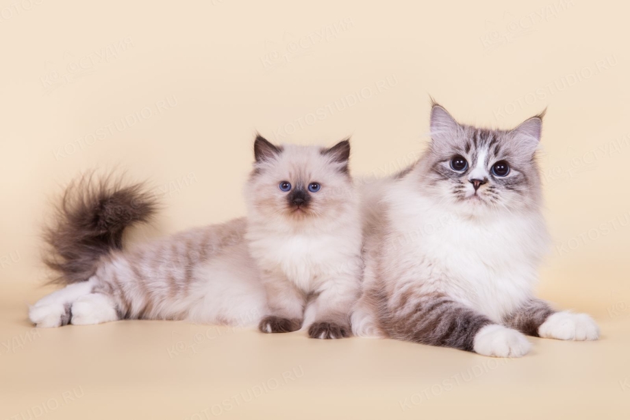 Невская маскарадная кошка с котятами