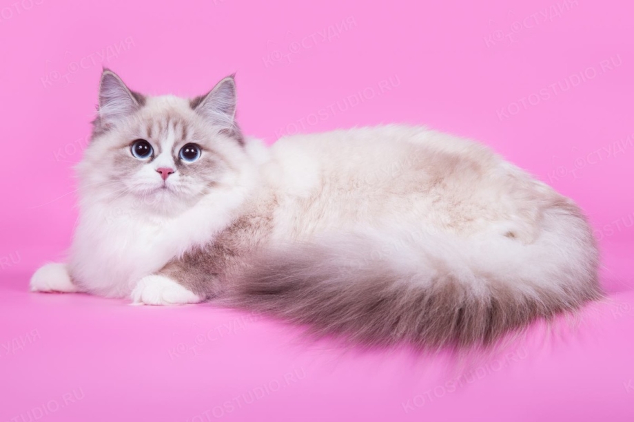 Невская маскарадная кошка с котятами