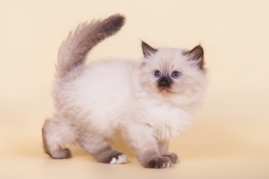 Невская маскарадная кошка