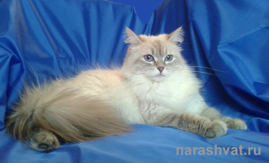 Невская маскарадная котята