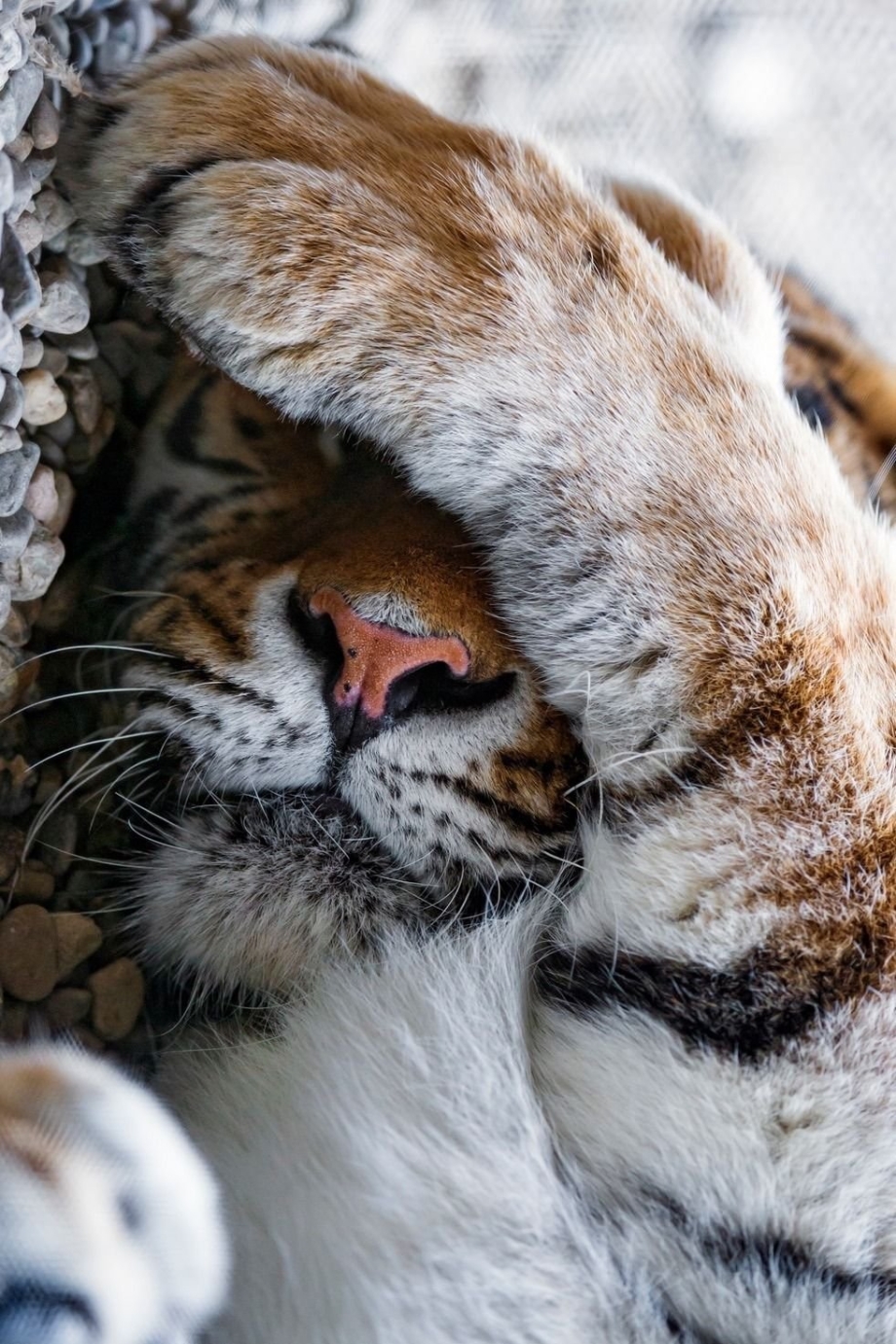 Кошки тигры львы