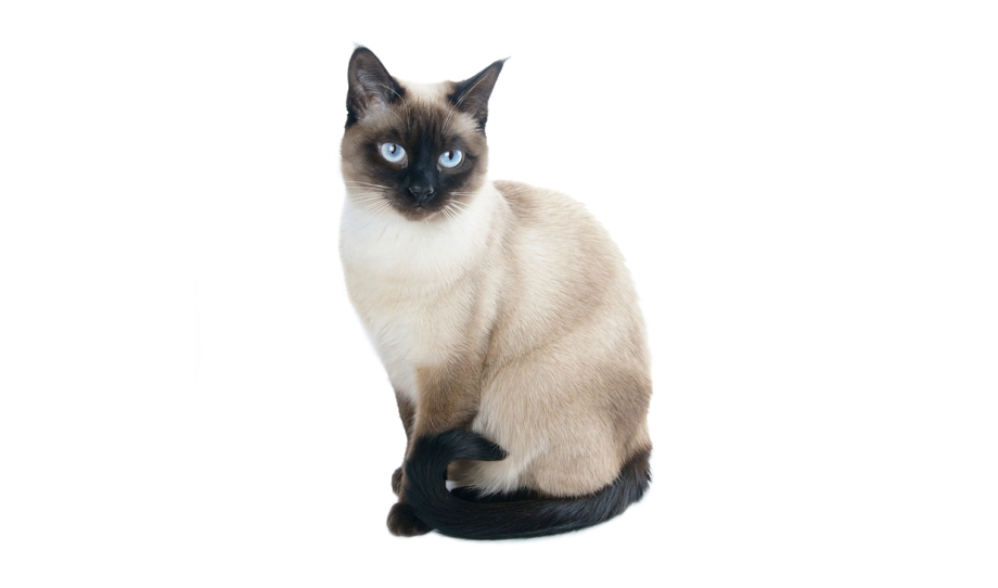 Сиамская кошка