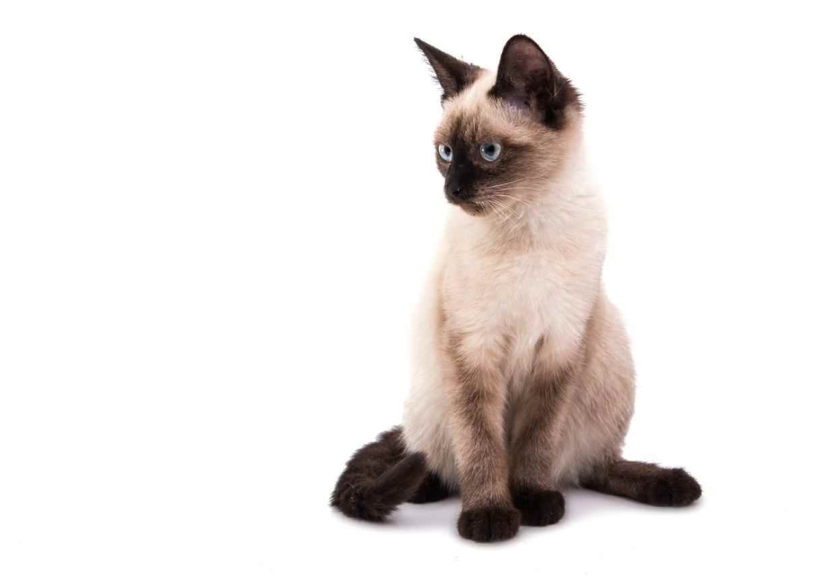 Сиамская кошка