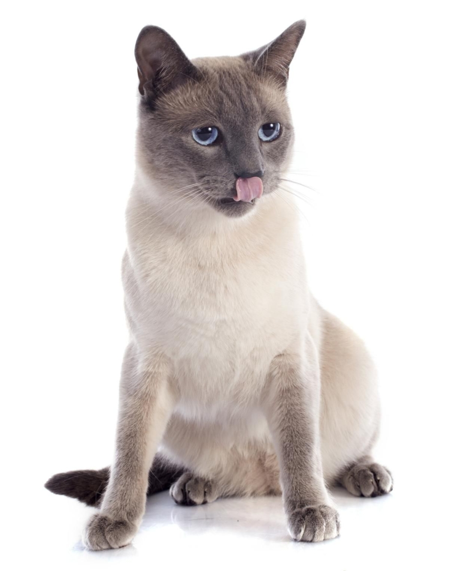 Сиамский котенок на белом фоне