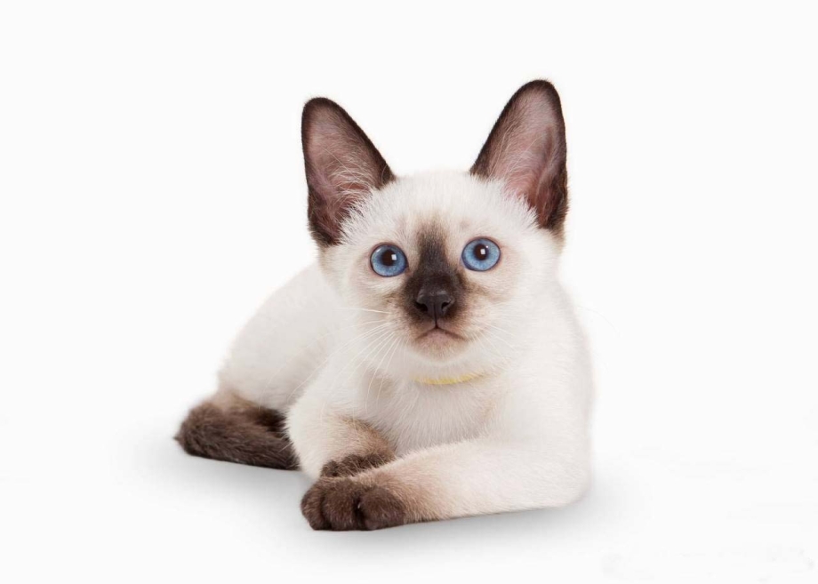 Тайская кошка поинт колор