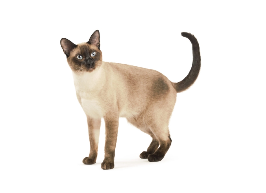 Тайская кошка