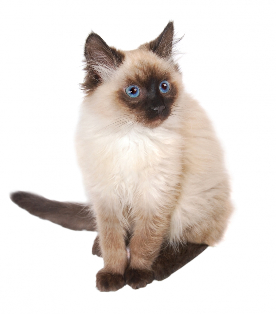 Балинезийская кошка