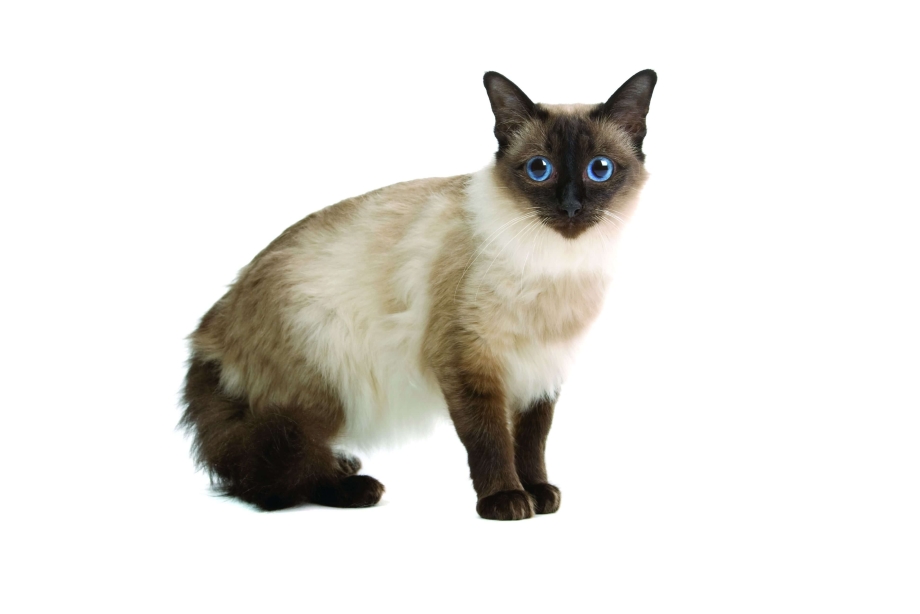 Сиамская кошка на белом фоне