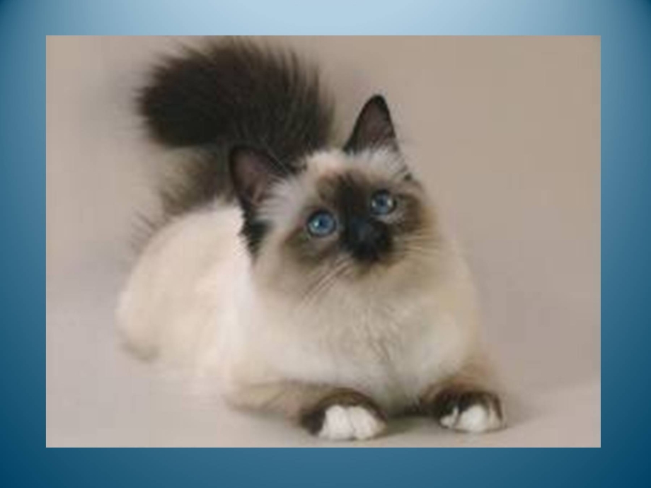 Сиамская кошка