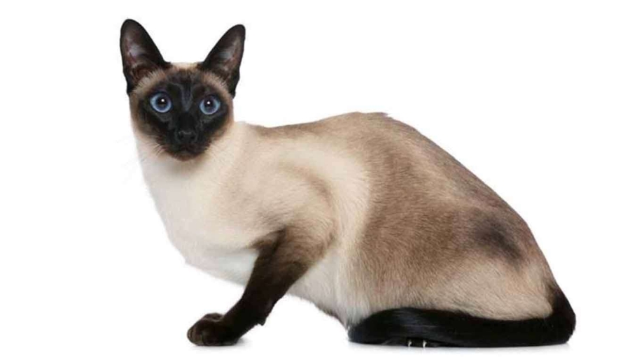 Сиамский котёнок! Алекс