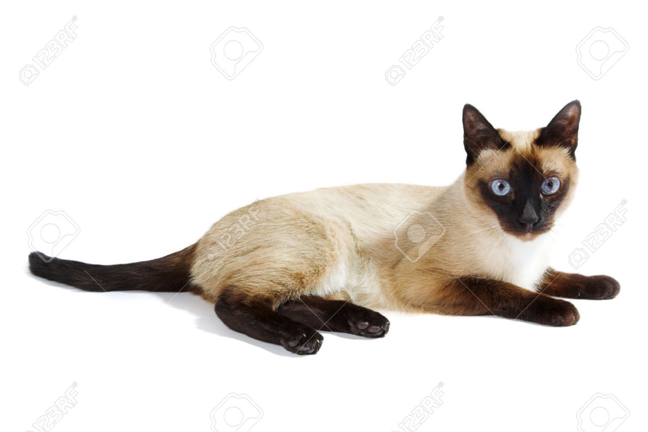 Сиамская кошка лежит