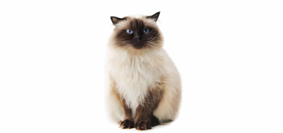 Сиамская кошка