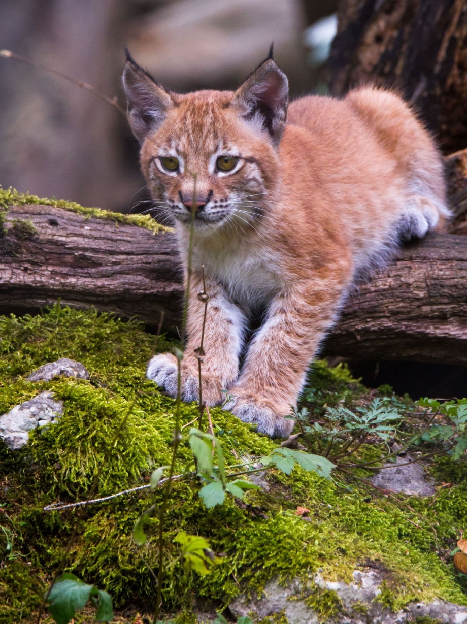 Lynx Cub