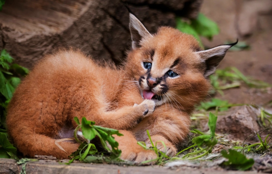 Каракал кошка
