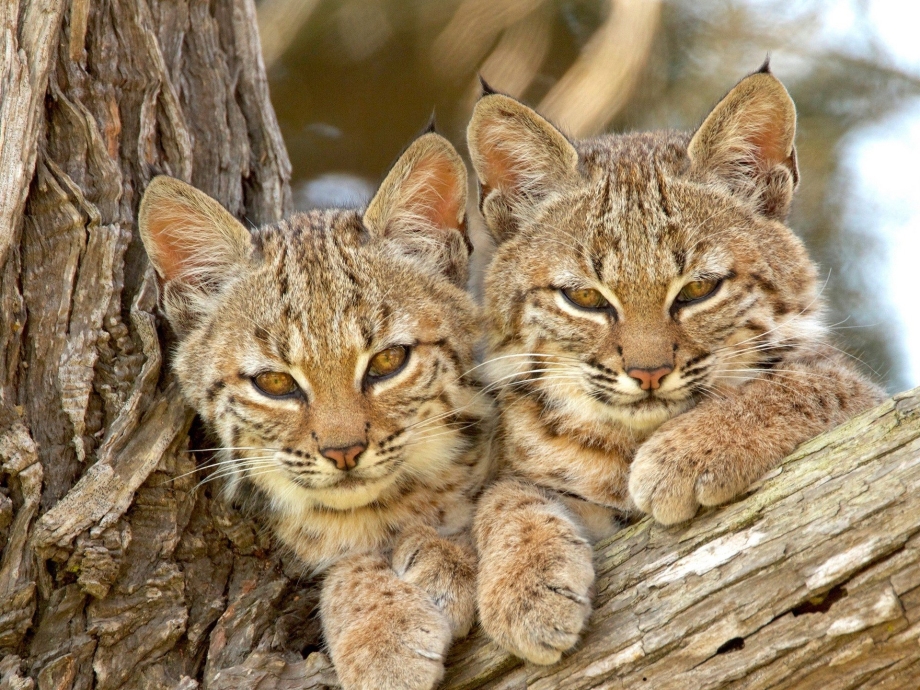 Дикие кошки