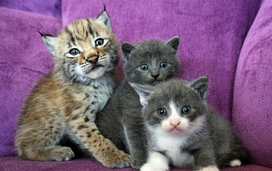 Кошка выкормила рысенка