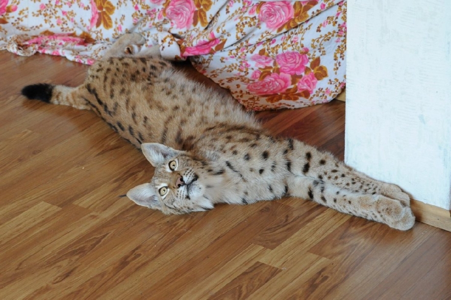 Кошка Рысь домашняя