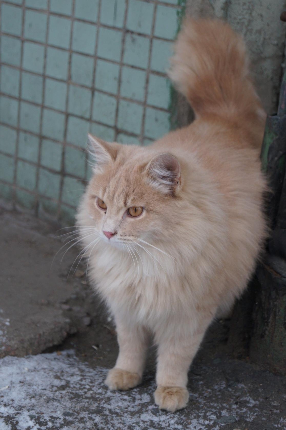 Сибирский персиковый кот