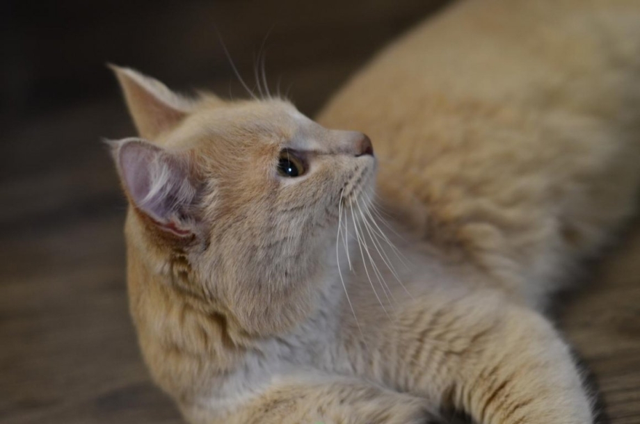 Сибиряк котик персиковый
