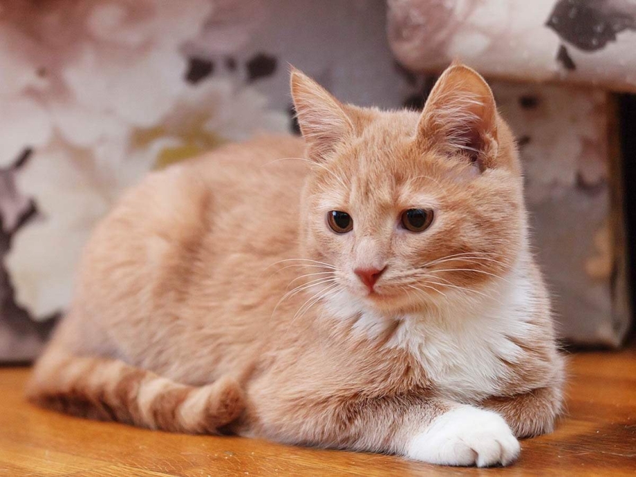 Палевая кошечка
