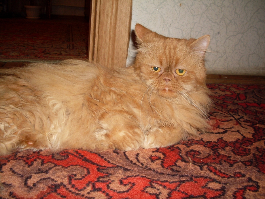 Персиковый котенок