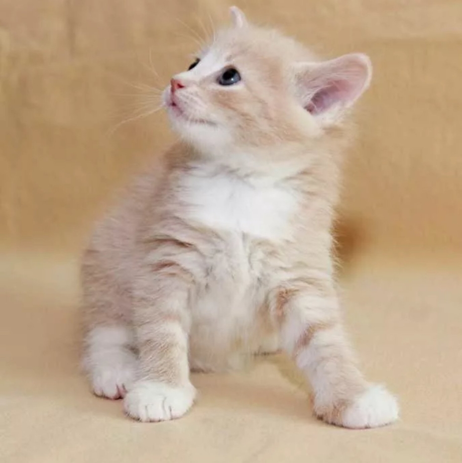 Британский Карташевский кот персиковый
