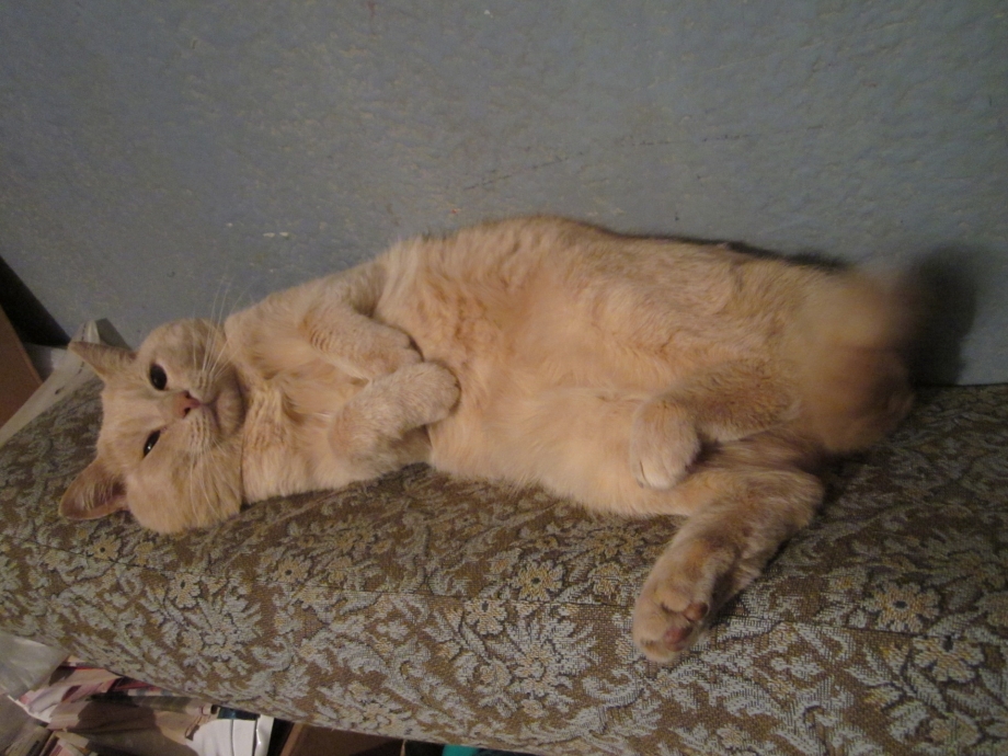 Персиковые коты