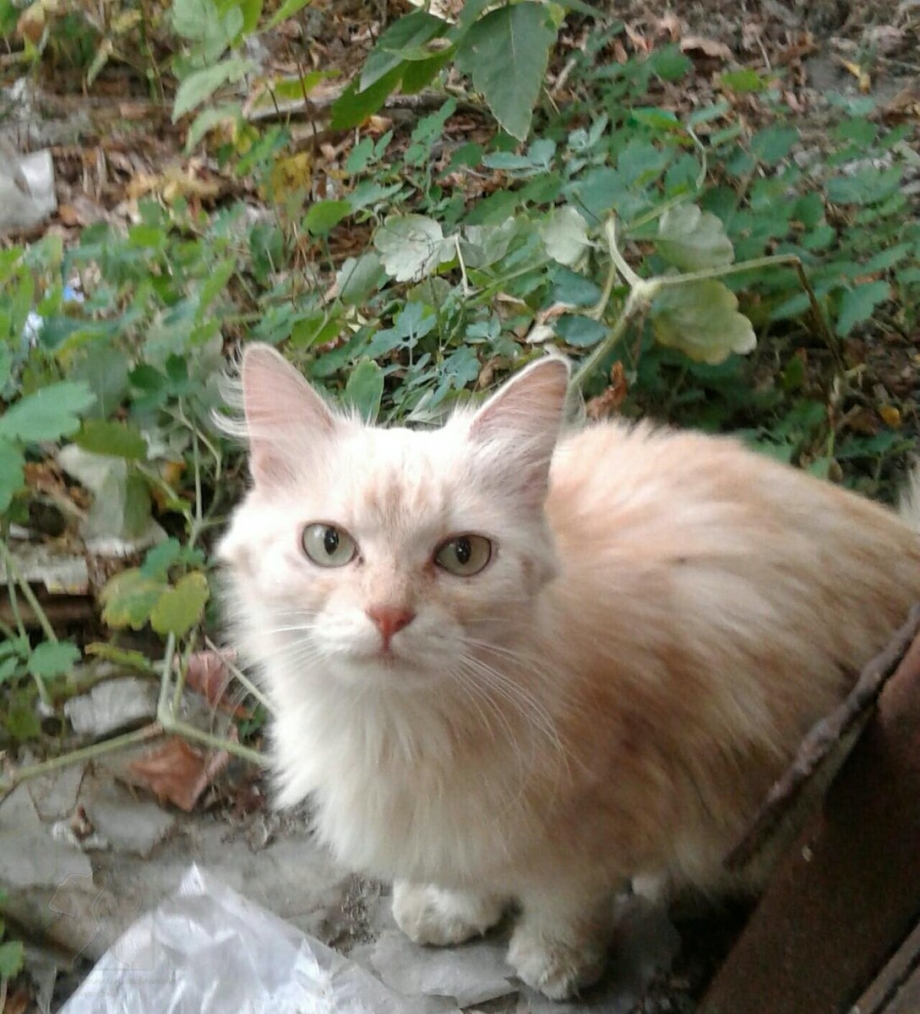 Кошка персик