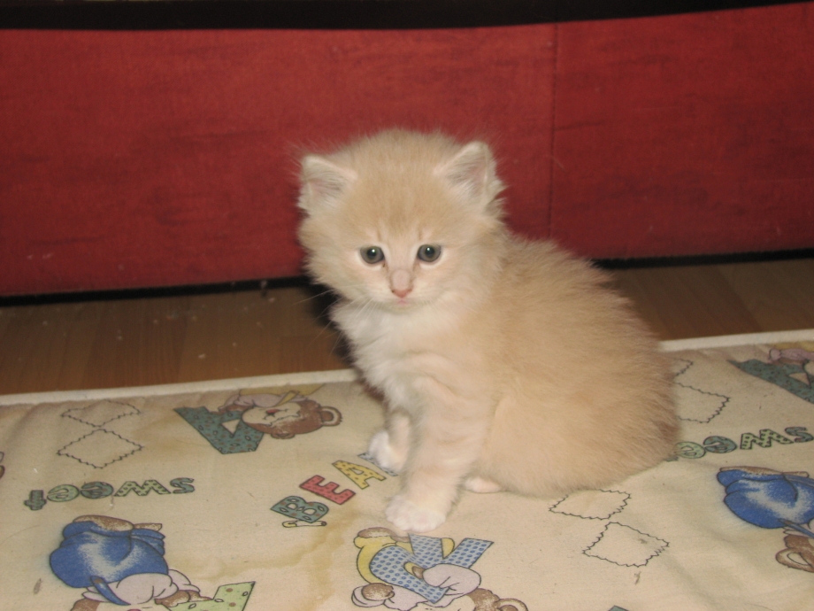 Котик персикового цвета