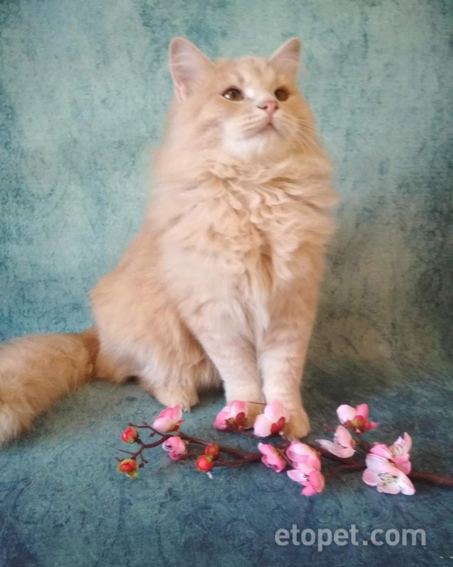 Сибирские коты персиковые