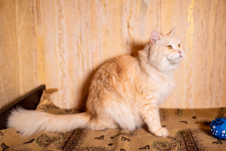 Норвежский Лесной кот персиковый