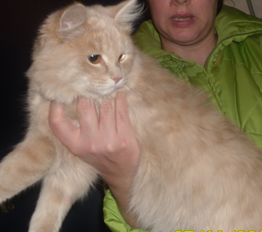 Бело персиковые коты