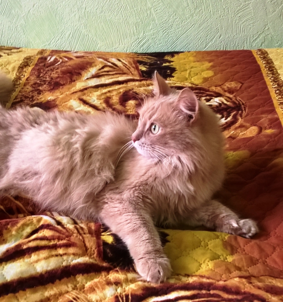 Кот персик из ВК 1000