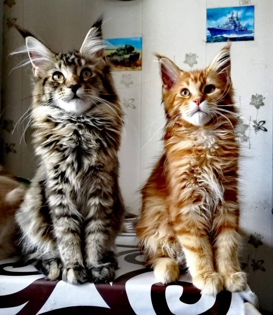 Кот Мейн кун
