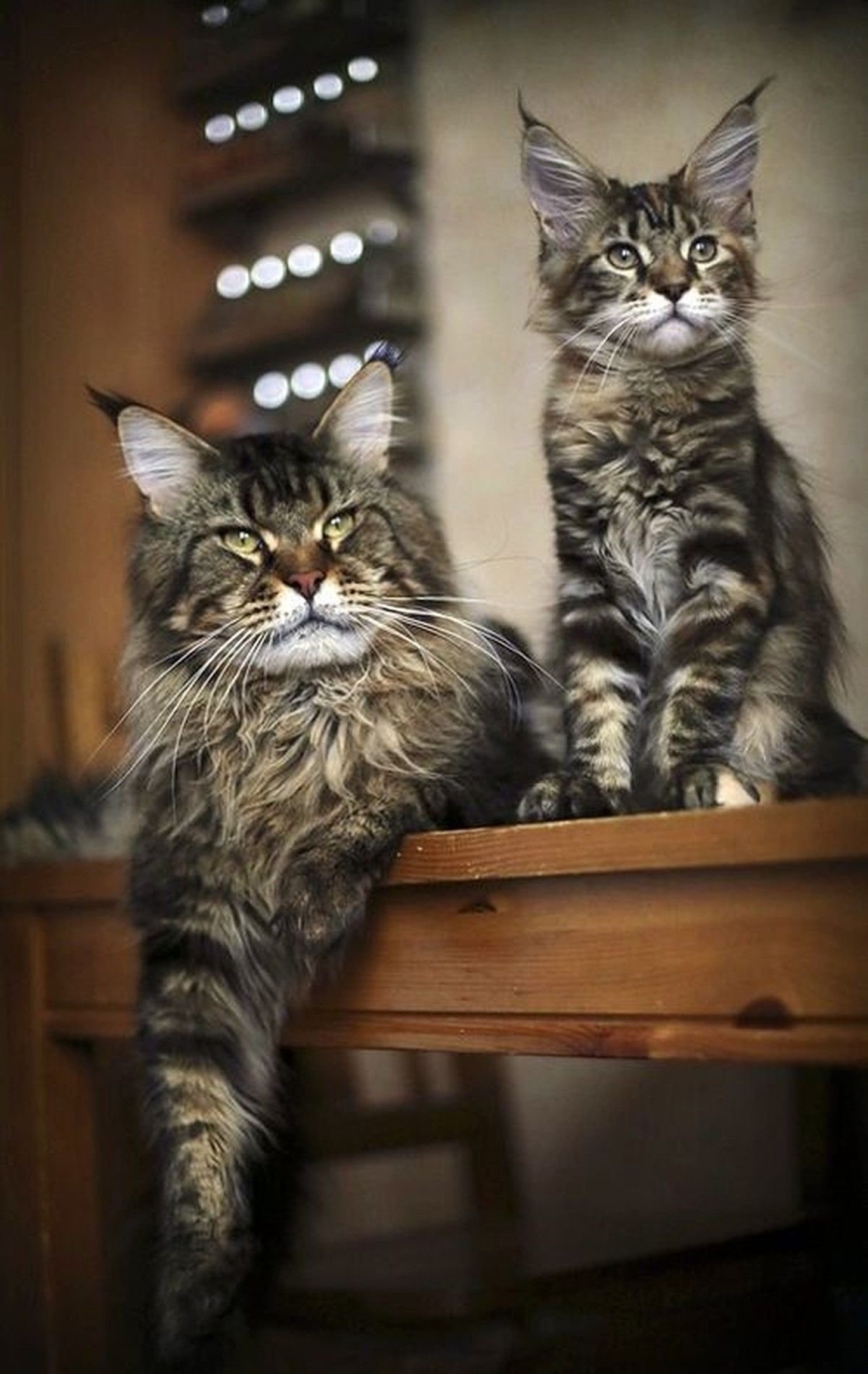 Кошка Мейн кун