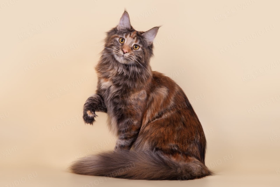 Кошка Мейн кун