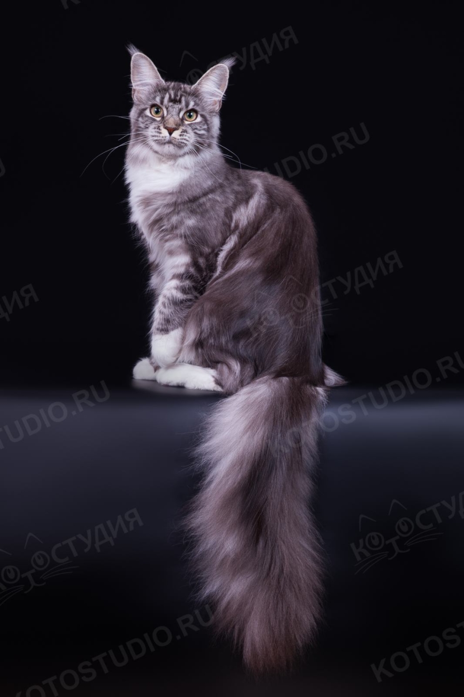 Мраморная кошка Мейн кун