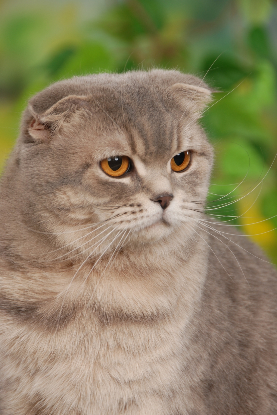 Шотландская вислоухая кошка